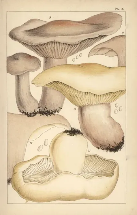 Framed Print : Wood blewit, field blewit, and St Georges mushroom Framed Print : Wood blewit, field blewit, and St Georges mushroom