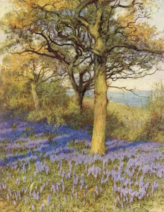 Framed Print : WOOD WITH BLUEBELLS