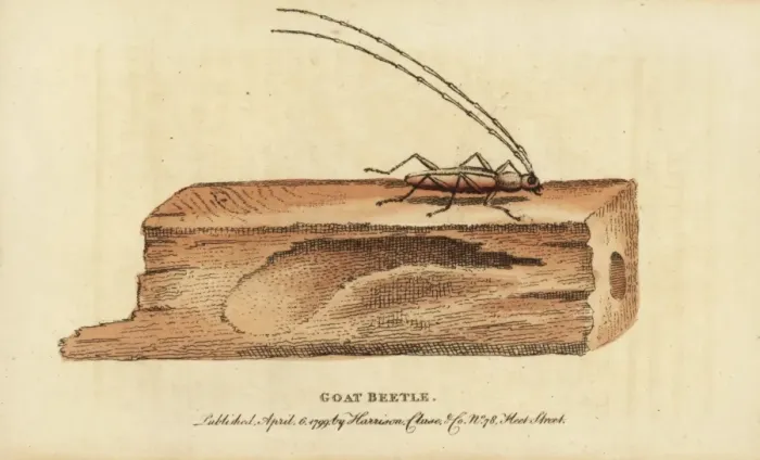 Framed Print : Wood boring beetle Framed Print : Wood boring beetle