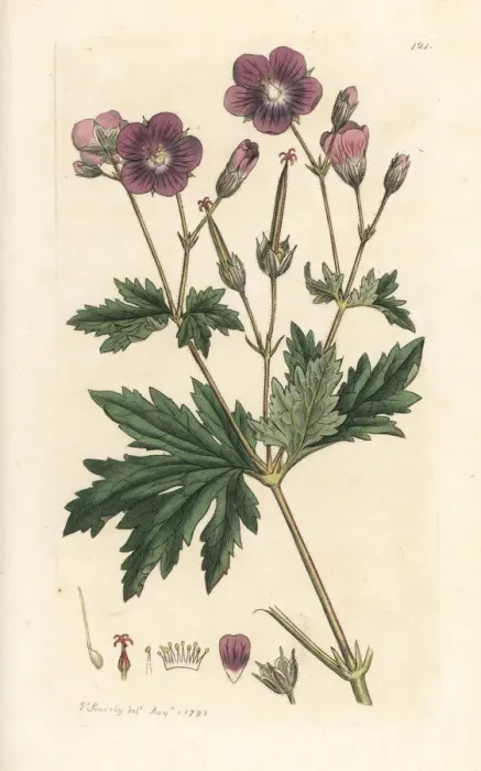Framed Print : Wood cranesbill or woodland geranium, Geranium sylvaticum Framed Print : Wood cranesbill or woodland geranium, Geranium sylvaticum