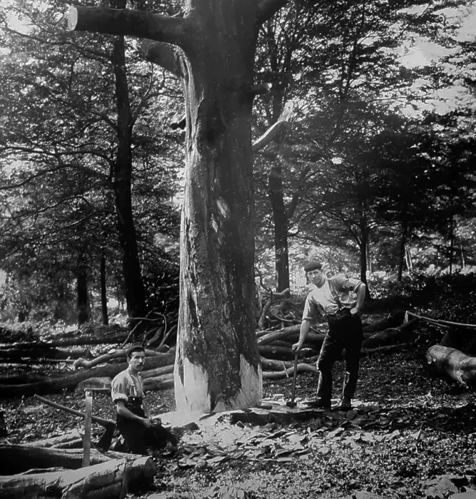 Framed Print : Wood cutters Framed Print : Wood cutters