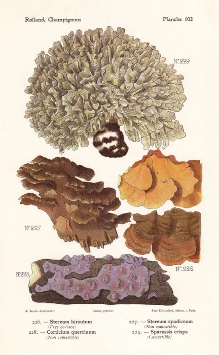 Framed Print : Wood-decay fungus and cauliflower fungus Framed Print : Wood-decay fungus and cauliflower fungus