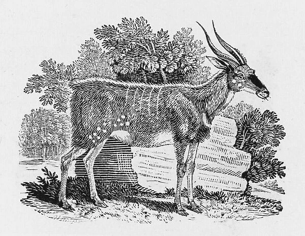 Wood-Goat (Bewick)