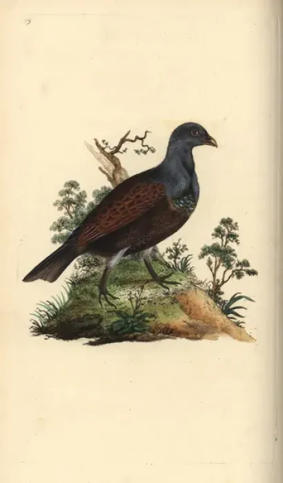 Framed Print : Wood grouse, Tetrao urogallus Framed Print : Wood grouse, Tetrao urogallus