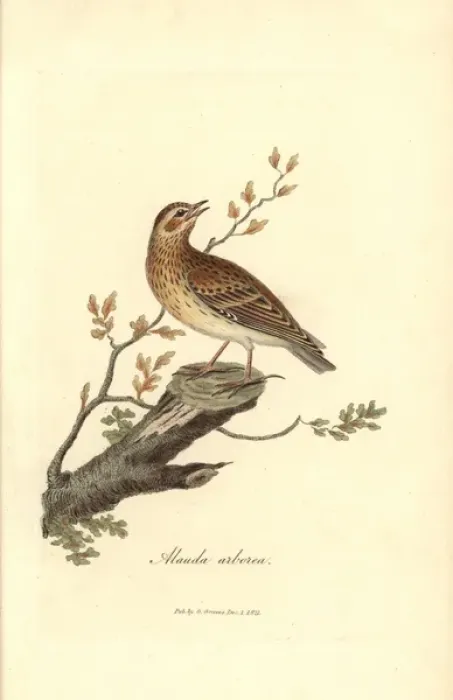 Framed Print : Wood lark, Lullula arborea Framed Print : Wood lark, Lullula arborea
