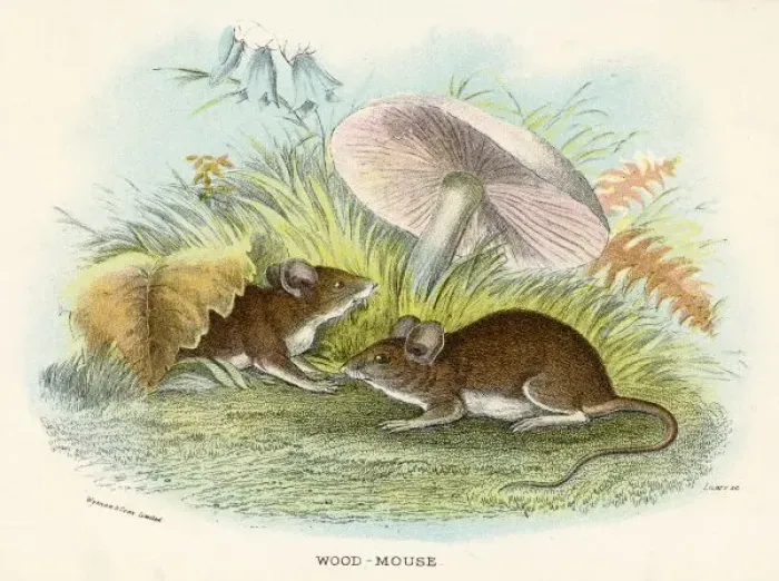 Framed Print : Wood Mice Mushroom 19C Framed Print : Wood Mice Mushroom 19C