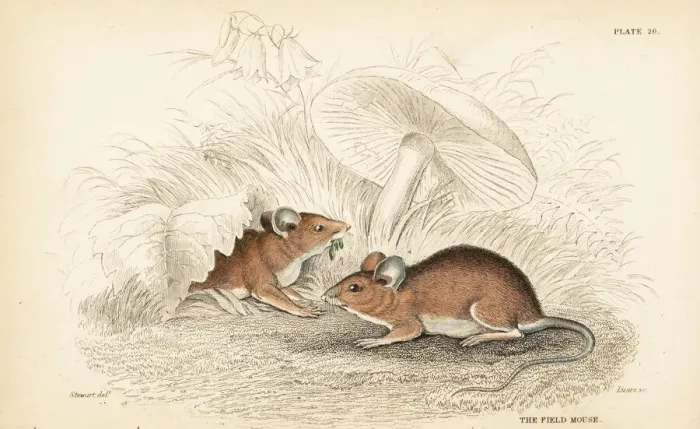 Framed Print : Wood mouse, Apodemus sylvaticus Framed Print : Wood mouse, Apodemus sylvaticus