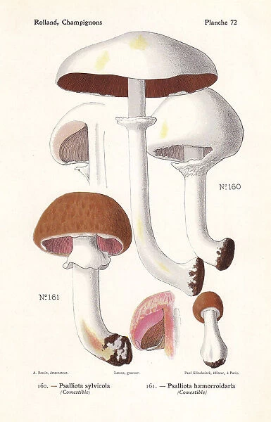 Wood mushrooms. Wood mushroom, Agaricus sylvicola 