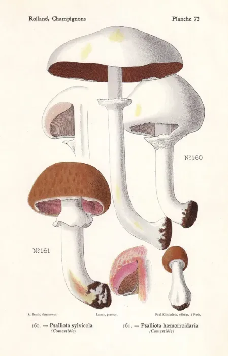 Framed Print : Wood mushrooms