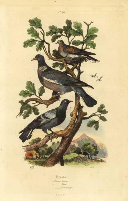 Framed Print : Wood pigeon, common pigeon and turtle dove Framed Print : Wood pigeon, common pigeon and turtle dove