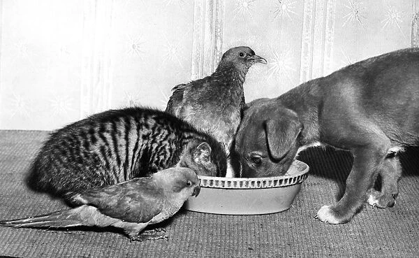 Wood Pigeon, Pup, Kitten and Parakeet