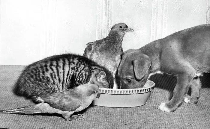 Framed Print : Wood Pigeon, Pup, Kitten and Parakeet Framed Print : Wood Pigeon, Pup, Kitten and Parakeet