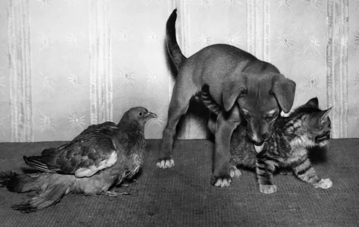 Framed Print : Wood pigeon, puppy and kitten Framed Print : Wood pigeon, puppy and kitten