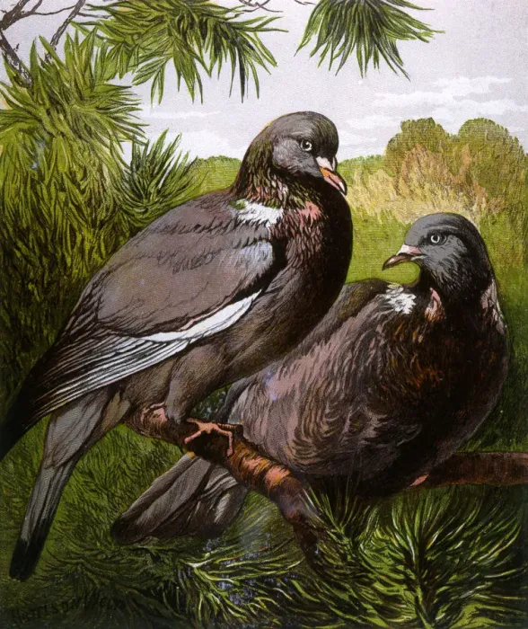 Framed Print : Wood pigeons Framed Print : Wood pigeons