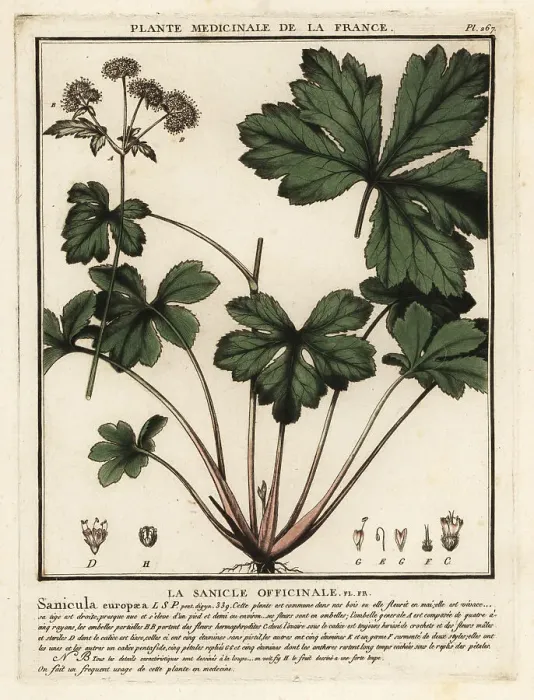 Framed Print : Wood sanicle, Sanicula europaea Framed Print : Wood sanicle, Sanicula europaea