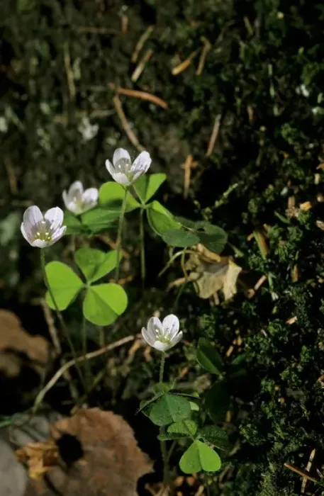 Framed Print : Wood sorrel - flowering in spring Framed Print : Wood sorrel - flowering in spring