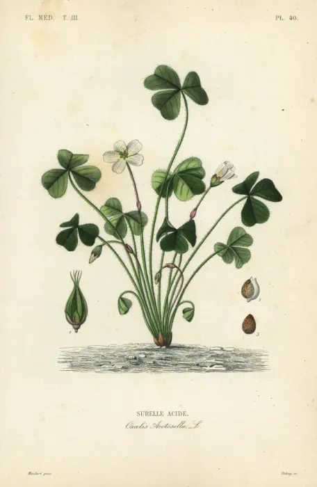 Framed Print : Wood sorrel, Oxalis acetosella Framed Print : Wood sorrel, Oxalis acetosella