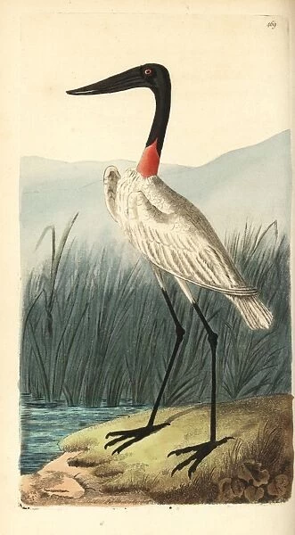 Wood stork or American jabiru, Mycteria americana