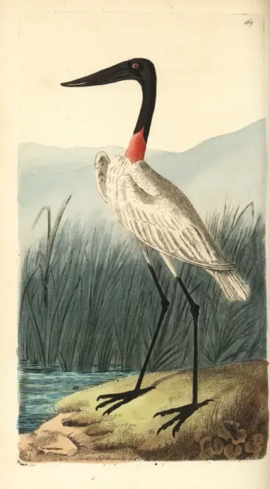 Framed Print : Wood stork or American jabiru, Mycteria americana Framed Print : Wood stork or American jabiru, Mycteria americana