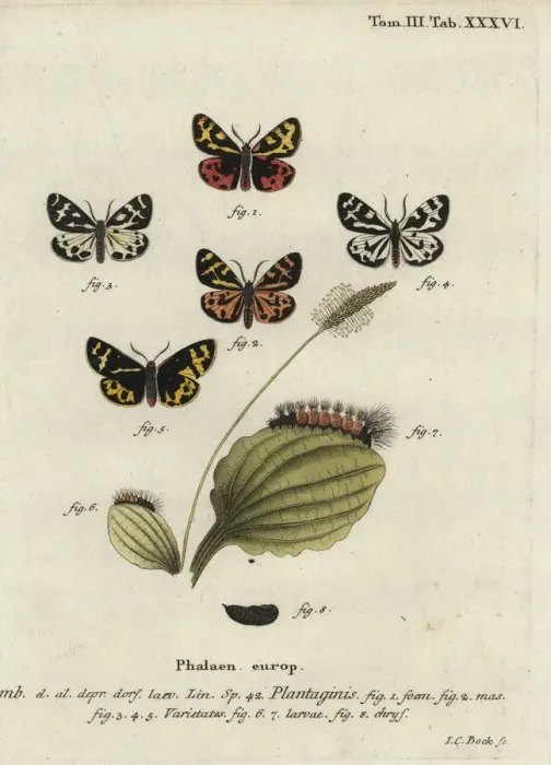 Framed Print : Wood tiger moth, Parasemia plantaginis Framed Print : Wood tiger moth, Parasemia plantaginis
