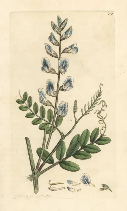 Framed Print : Wood vetch, Vicia sylvatica Framed Print : Wood vetch, Vicia sylvatica