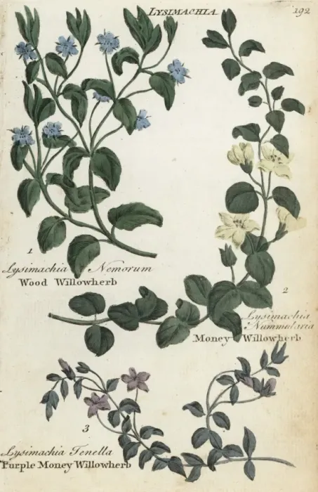 Framed Print : Wood willowherb, money willowherb and bog pimpernel Framed Print : Wood willowherb, money willowherb and bog pimpernel