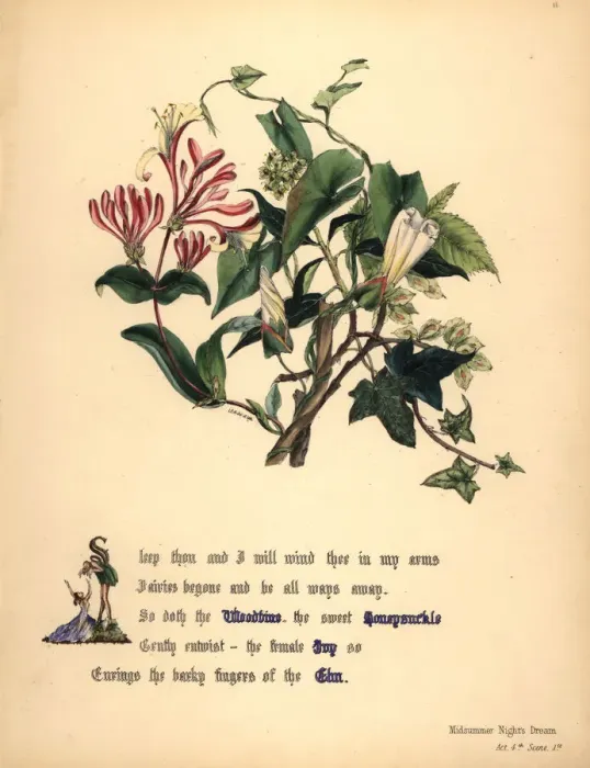 Framed Print : Woodbine, Honeysuckle, Ivy and Elm Framed Print : Woodbine, Honeysuckle, Ivy and Elm