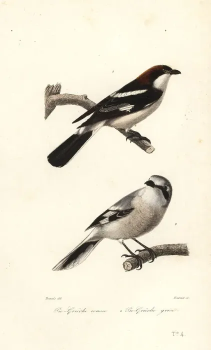 Framed Print : Woodchat shrike and great grey shrike Framed Print : Woodchat shrike and great grey shrike
