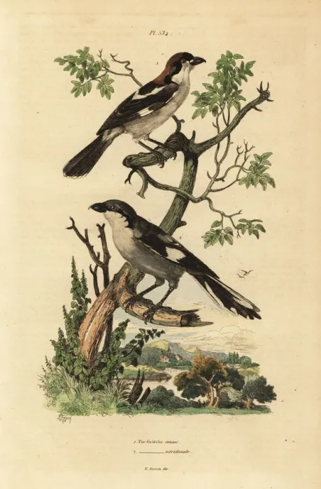 Framed Print : Woodchat shrike, Lanius senator, and Southern Framed Print : Woodchat shrike, Lanius senator, and Southern