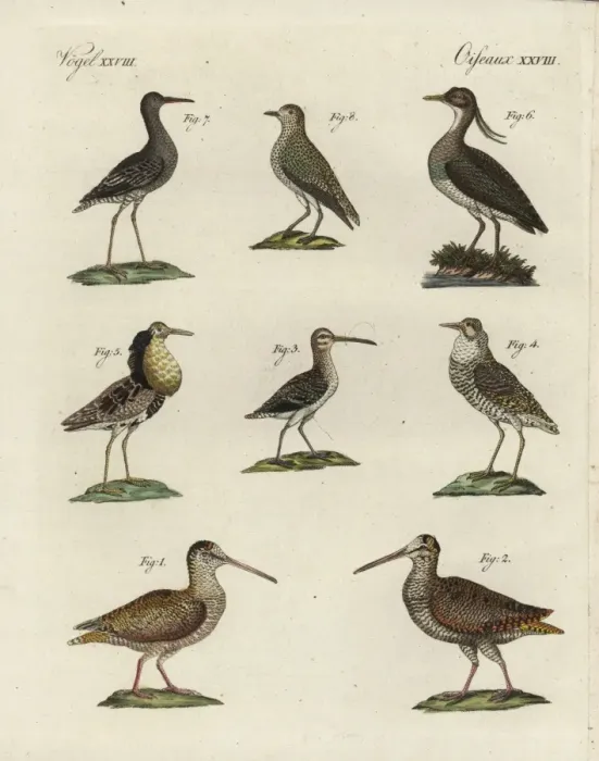 Framed Print : Woodcock, snipe, ruff, lapwing, sanderling Framed Print : Woodcock, snipe, ruff, lapwing, sanderling