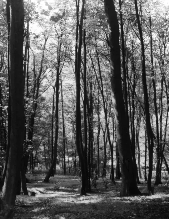 Framed Print : Wooded Glade Framed Print : Wooded Glade
