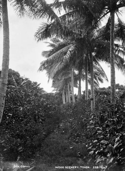 Framed Print : Wooded Scenery at Tongataboo, Friendly Islands Framed Print : Wooded Scenery at Tongataboo, Friendly Islands