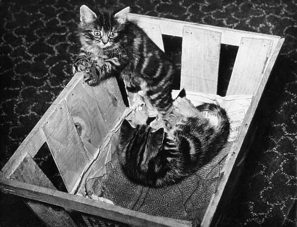 Wooden Box Kittens