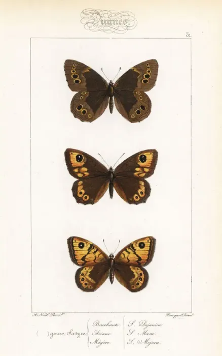 Framed Print : Woodland brown, large brown wall and wall butterfly Framed Print : Woodland brown, large brown wall and wall butterfly
