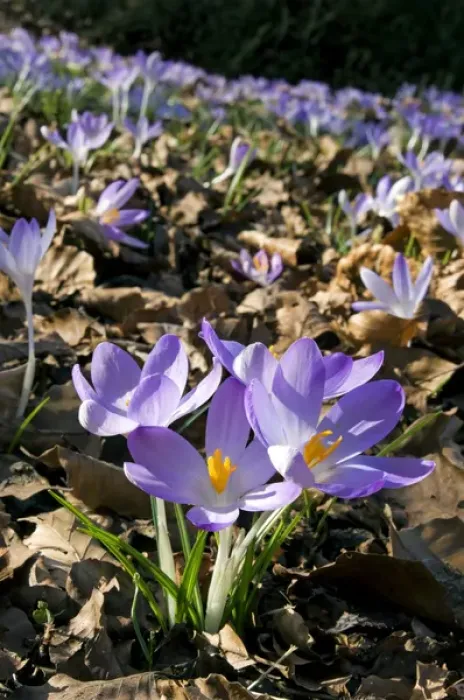 Framed Print : Woodland Crocus - mass flowering -ʳpring - March Framed Print : Woodland Crocus - mass flowering -ʳpring - March
