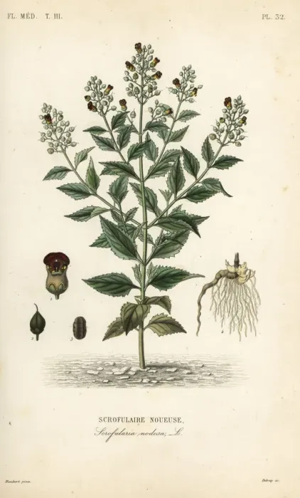 Framed Print : Woodland figwort, Scrophularia nodosa Framed Print : Woodland figwort, Scrophularia nodosa