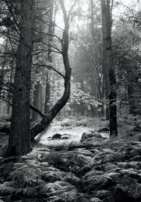 Framed Print : Woodland glade, Lake District, England Framed Print : Woodland glade, Lake District, England