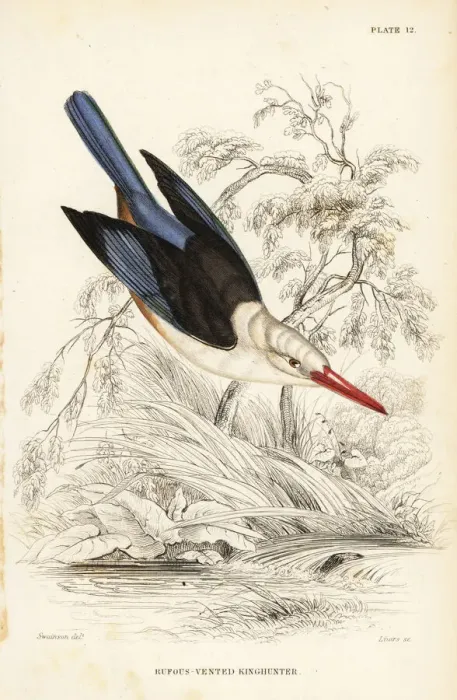 Framed Print : Woodland kingfisher, Halcyon senegalensis Framed Print : Woodland kingfisher, Halcyon senegalensis