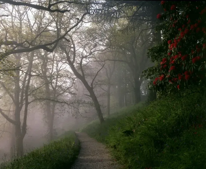 Framed Print : Woodland path in the mist, Lanhydrock House, Cornwall Framed Print : Woodland path in the mist, Lanhydrock House, Cornwall