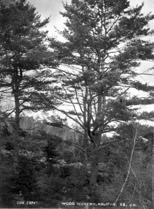 Framed Print : Woodland scene in Halifax 1873 Framed Print : Woodland scene in Halifax 1873