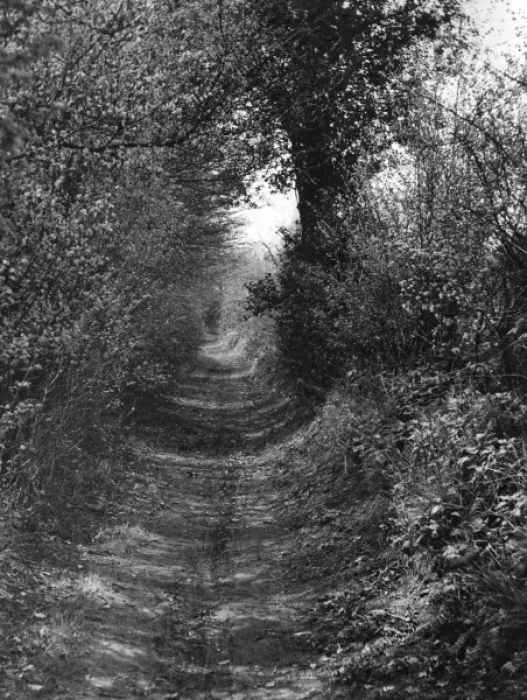 Framed Print : Woodland Trackway Framed Print : Woodland Trackway