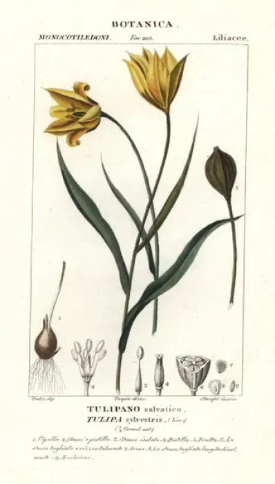 Framed Print : Woodland tulip, Tulipa sylvestris Framed Print : Woodland tulip, Tulipa sylvestris