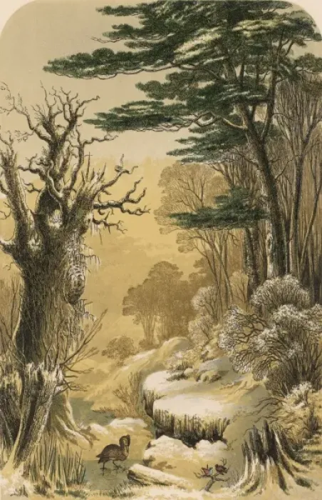 Framed Print : Woodlands in the Snow Framed Print : Woodlands in the Snow