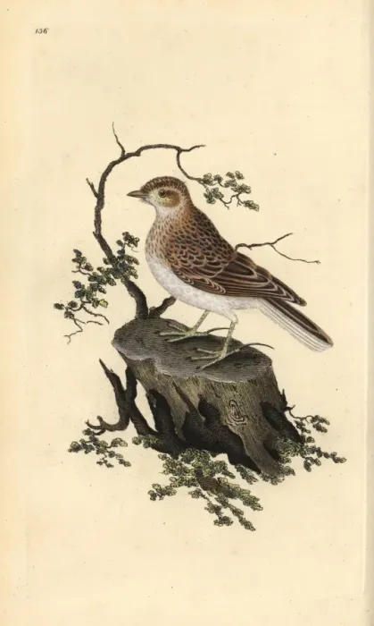 Framed Print : Woodlark, Lullula arborea Framed Print : Woodlark, Lullula arborea