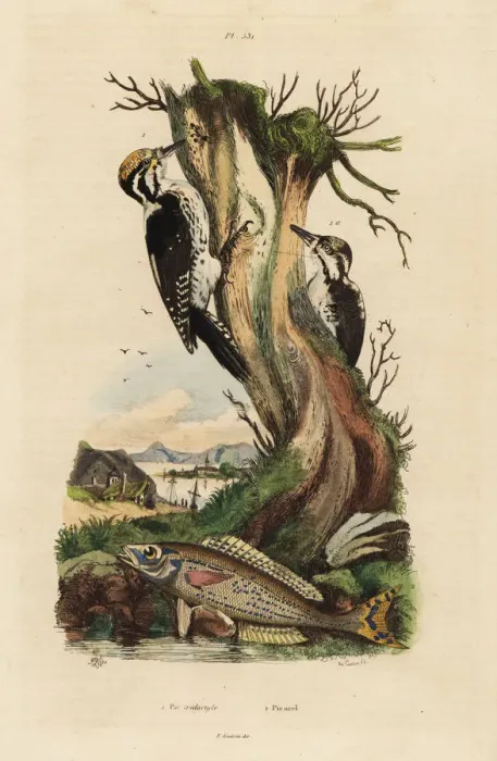 Framed Print : Woodpeckers and picarel Framed Print : Woodpeckers and picarel