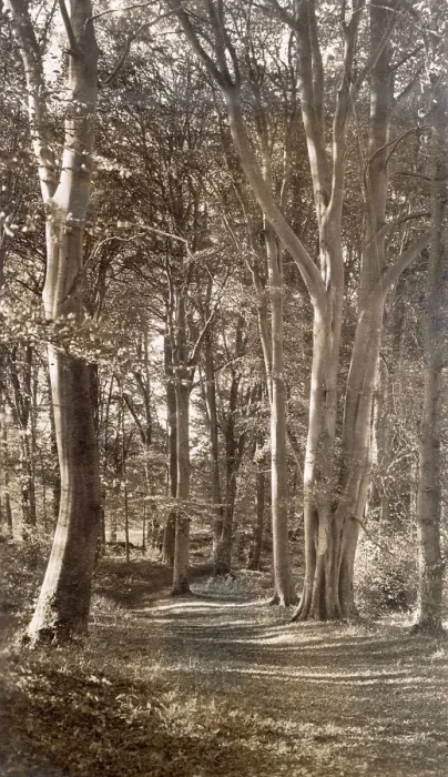Framed Print : Woods near St Nicholas Church, Lower Oddington, Glos Framed Print : Woods near St Nicholas Church, Lower Oddington, Glos