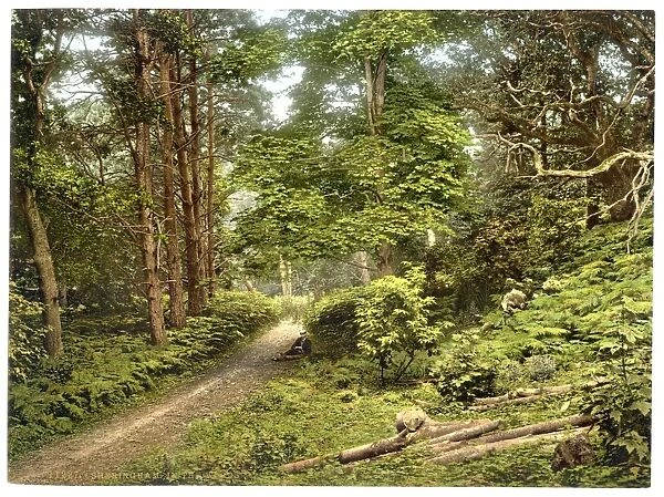 In the woods, Sheringham, England