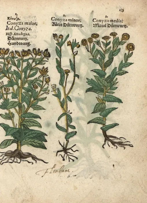 Framed Print : Woody fleabane, Dittrichia viscosa, and false Framed Print : Woody fleabane, Dittrichia viscosa, and false