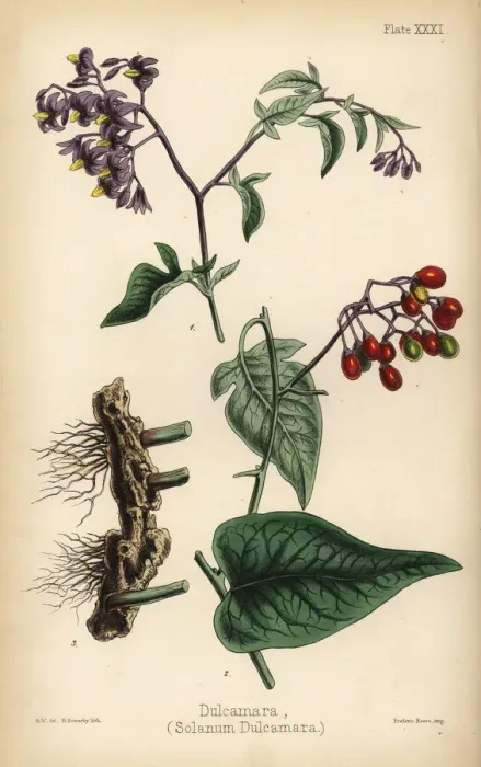 Framed Print : Woody nightshade or bittersweet, Solanum dulcamara Framed Print : Woody nightshade or bittersweet, Solanum dulcamara