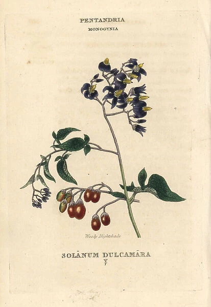 Woody nightshade, Solanum dulcamara